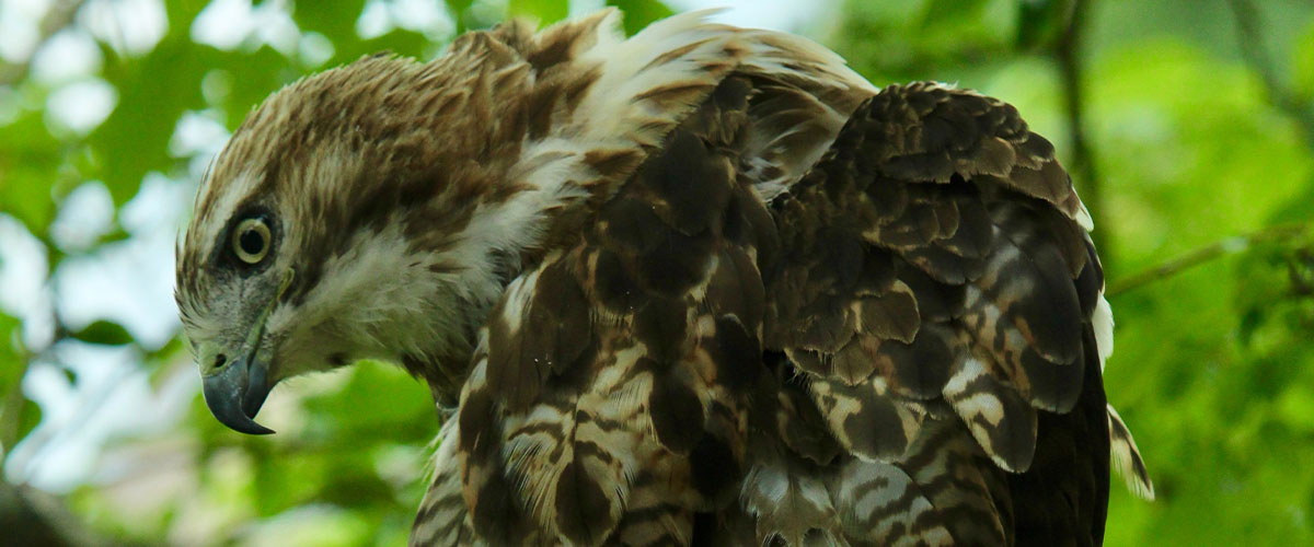 hawk