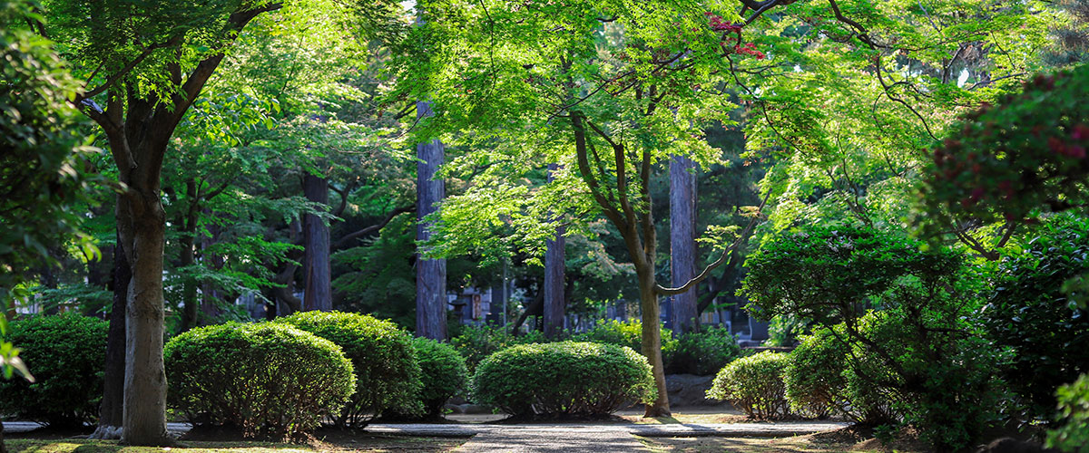 jardin