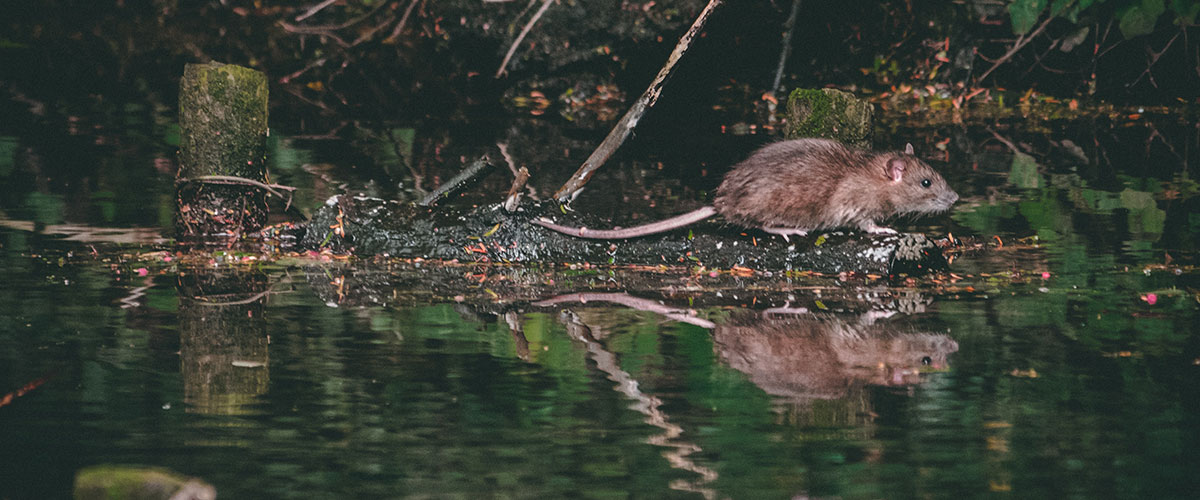 rata